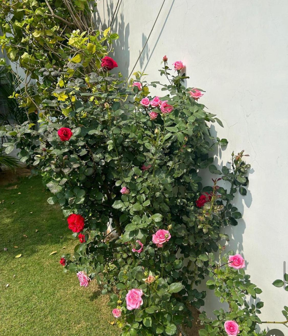 Solanki Farms & Pool Villa Garden Fully Private Джайпур Екстериор снимка